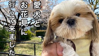 【シーズーとお花見＆ピクニック】公園大好きなシーズー｜はしゃいでいる様子が可愛い!