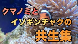 クマノミとイソギンチャクの共生集【海水魚水槽】