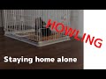 Yorkie puppy HOWLED when she stay home alone!【Yorkie Puppy, Poni in Japan】