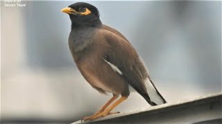 家八哥  Acridotheres tristis  Common Myna 2022-3-30