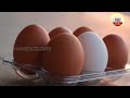 🔴live కోడి ముందా.. గుడ్డు ముందా.. which came first the chicken. or the egg. abn digital