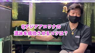 アロワナ飼育[中級編]飼い方Q＆A『超希少生物』アルビノ過背金龍　大特集！　プロショップ　ピンポイントに聞く　　『asianarowana』　アルビノに魅せられた漢の物語〜