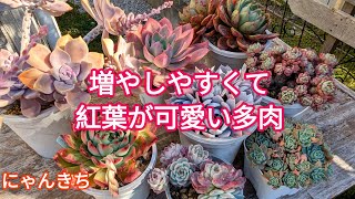 【多肉植物】我が家の増やしやすくて紅葉が可愛い多肉のご紹介です😌