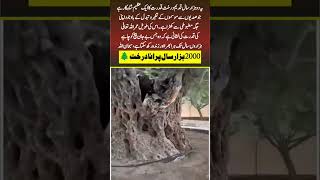 The 2000-Year-Old Tree: A Miracle of Allah’s Creation! #shorts #fyb #islamicshorts #pakistan