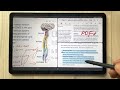 How to Use Samsung Notes PDF and Google at Same Time - Split Screen