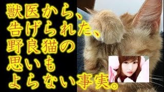 生後、半年ほどの野良猫を保護。動物病院へと連れて行ったら、衝撃的な事実を聞かされる。【感動する話】