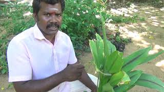 கருமஞ்சள் ஏமாறாதீர்கள்.. black turmeric/ அகத்தியம் :6380558817