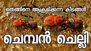 ചെമ്പൻ ചെല്ലി, enemy of coconut tree, തെങ്ങിനെ ആക്രമിക്കുന്ന കീടങ്ങൾ, #coconut, #coconuttree,#krishi