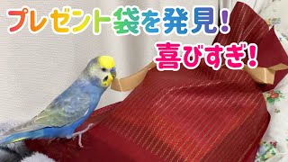 プレゼントを発見して喜びが限界突破したインコさん【セキセイインコ】