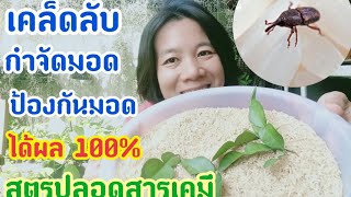 เคล็ดลับกำจัดมอดในข้าวสารและป้องกันมอดในข้าวสารได้ผล 100%