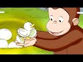 Coco der Neugierige Affe 🐵Eine ungewöhnliche Enten 🐵Ganze Folgen Staffel 5 🐵Cartoons für Kinder