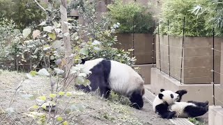 朝のレイレイは元気です！　10月28日　上野動物園