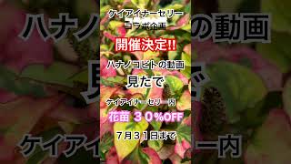 コラボ企画‼︎今から７月31までです#ケイアイナーセリー