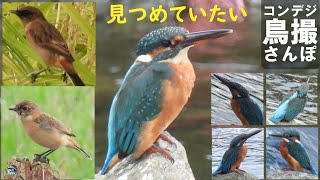 コンデジ鳥撮散歩　両眼視撮影でカワセミ・ノビタキ　兵庫県・北播磨