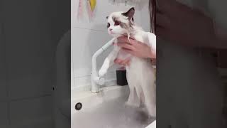 一隻洗澡超乖的小貓咪！ /A cute little kitten in the bath!