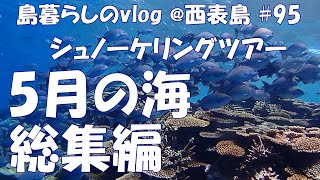 【西表島での日常】5月のシュノーケリングツアーのダイジェスト/バラス島/鳩間島/奥西表/サンセットシュノーケリング/Snorkeling tour in Iriomote Island