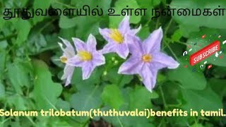 தூதுவளையில் உள்ள நன்மைகள்.Solanum trilobatum(thuthuvalai)benefits in tamil.