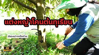 แต่งหญ้าโคนต้นทุเรียน [เกษตรเพียงพอ]:EP.36