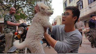 小陈狗市转悠淘狗，傻婵买菜加餐偷偷买榴莲，还好最后拿下白土松