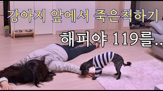 Faking my death in front of my dog 강아지 앞에서 죽은척을 해보았더니..