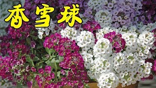 【養養養花花花】好養有香味的香雪球，花盆種一棵，開成大花球，淡淡清香飄滿屋！