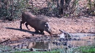 Warthog Throws Sand On A Crocodile!