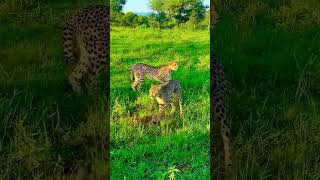 এটা হবে আপনার দেখা সেরা ভিডিও #viralvideo #tiger #entertainment #viralshorts #unfreezmyaccout