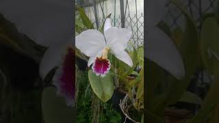 Cattleya percivaliana semi-alba