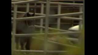 A Day at the Dallas Crown Horse Slaughter Plant 2005 - (Raw Footage)