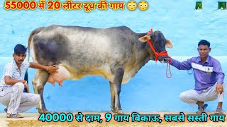 55000 में 20 लीटर दूध की गाय 😳😳40000 से दाम शुरू। 9 गाय बिकाऊ।Rao Ji Dairy Farm Kaminpura, Rajasthan