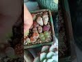 차라리 여름엔 리톱스^^귀요미들 succulent plants