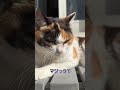 よその猫 猫 shorts