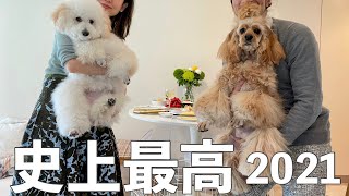 今までで一番幸せなお正月【アメコカとトイプードル　American Cocker Spaniel \u0026Toy Poodle】