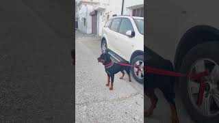 Rottweiler enjoying the village’s nature #rottweiler #rottweilerpuppy #aggressive #village