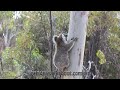 koala climbing up a tree by bounding