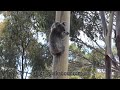 koala climbing up a tree by bounding