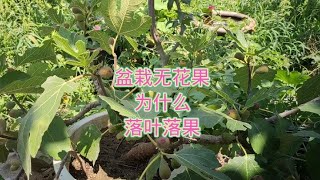 盆栽无花果为什么会落果落叶养不好，从这3点找原因一定可以解决