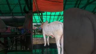 Cow unloading, cow videos,cow video,big cow,goru hamba cow,Gabtoli,Paragram, Kurbani Eid2022