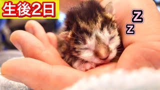 手の中で安心する生後２日の赤ちゃん子猫が可愛すぎた【保護猫】