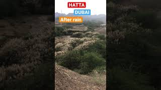 HATTA DUBAI after RAIN ☔️