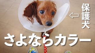 保護犬、さよならカラー！こんにちは猫トンネル！【Day33】