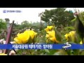 장미정원 거닐며 힐링하세요 ytn