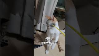 극 과 극  #cat #고양이 #catlover