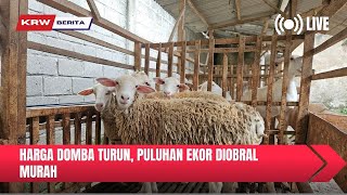 REVIEW HARGA DOMBA TURUN DIOBRAL 1 JUTAAN