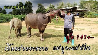 Ep.67เปิดแบ่งควายงาม แม่ลูก+แม่ท้อง☎️092-6328458,062-9461432