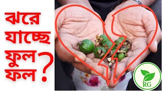 অকালে ঝরে যাচ্ছে ফল গাছের ফুল-ফল? এই কাজগুলো করুন | How to STOP Flower & Fruit Drop | RAJ Gardens