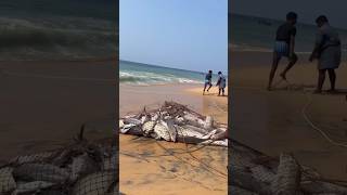 கரவலையில் பிடித்த பாறை மீன்கள் #fishing #shorts