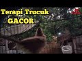 Terapi Suara Burung Trucukan Gacor Pagi Hari || Pancingan Burung Trucuk Ropel Gacor