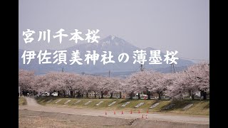 2023宮川千本桜　/伊佐須美神社の薄墨桜