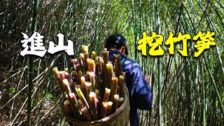 農村小夥進山采竹筍，這個季節山裏的竹筍太多了，一會兒就采了滿滿一背簍【阿峰小農家】